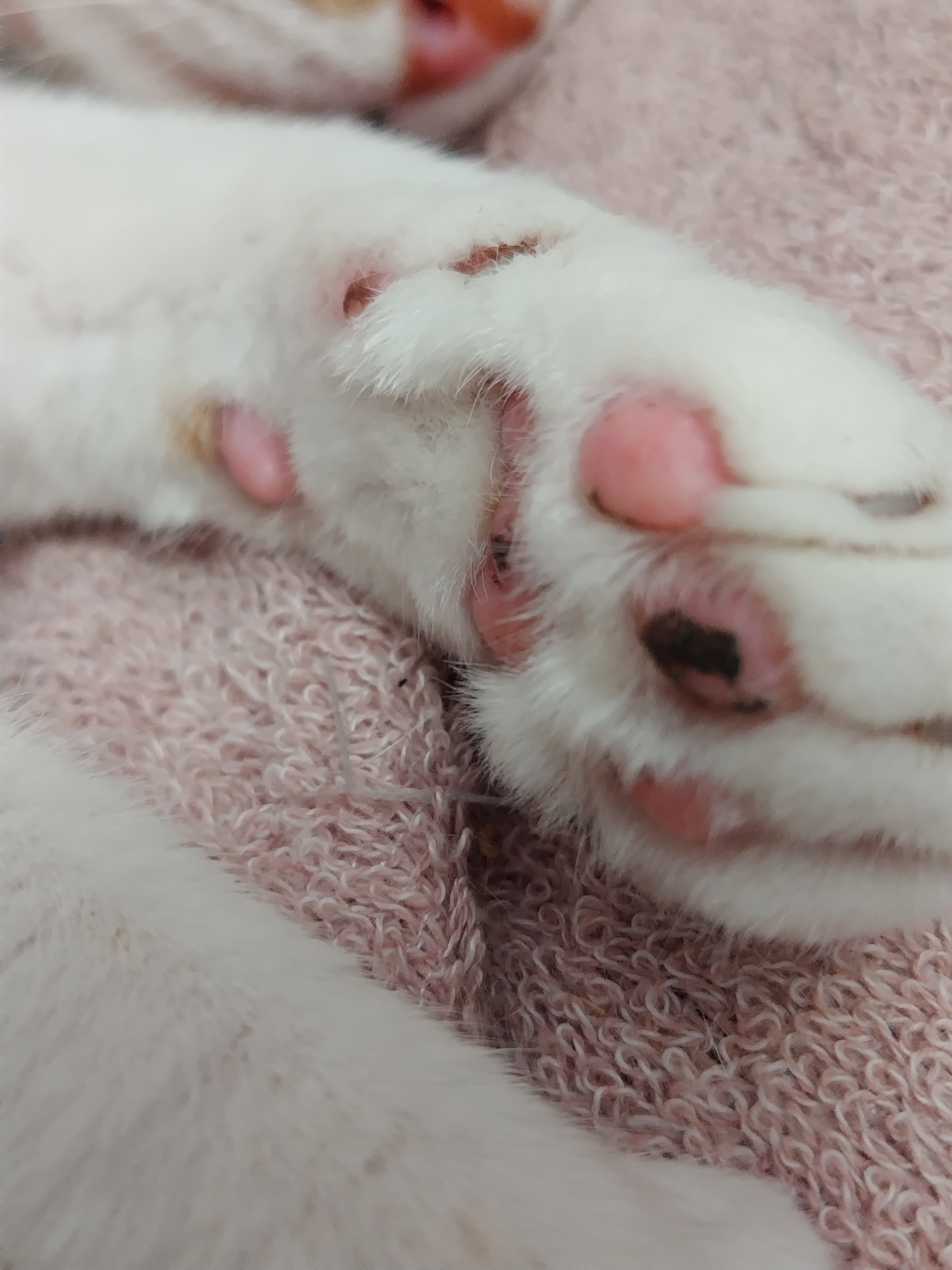らて肉球 らて肉球